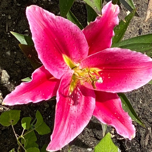 Meet your Posher, Natalie - Picture 1 of 1